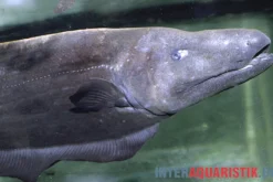 Entenkopf-Messerfisch, Parapteronotus bonapartii