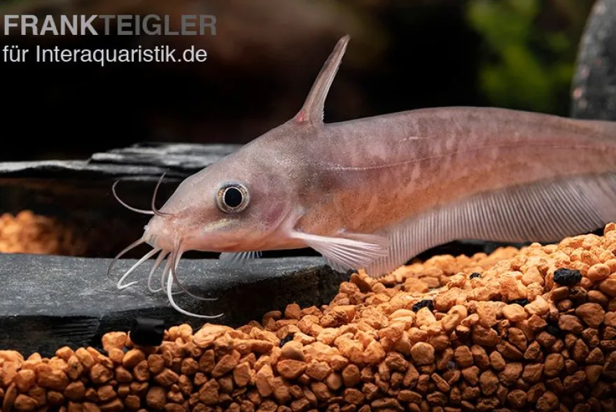 Equinus-Korallenwels, Neosilurus equinus