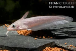 Equinus-Korallenwels, Neosilurus equinus