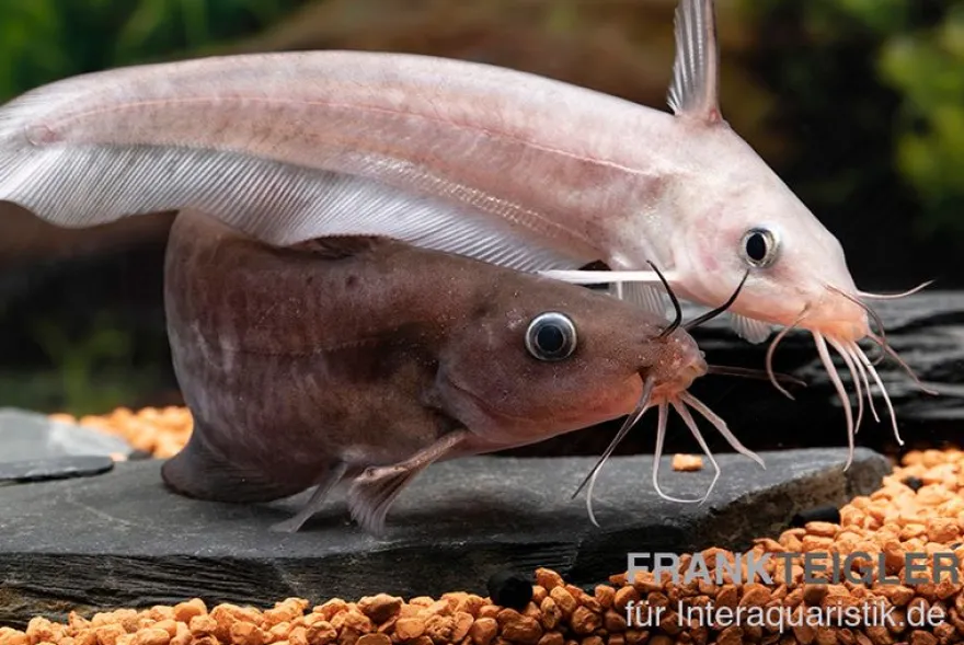 Equinus-Korallenwels, Neosilurus equinus