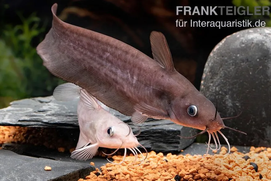 Equinus-Korallenwels, Neosilurus equinus