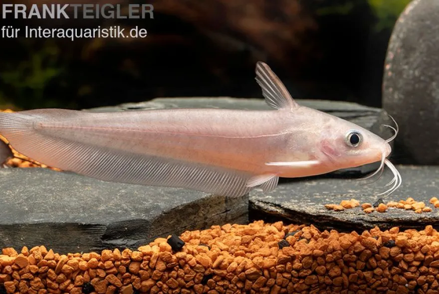 Equinus-Korallenwels, Neosilurus equinus