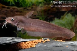 Equinus-Korallenwels, Neosilurus equinus