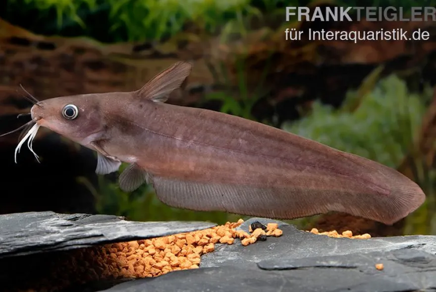 Equinus-Korallenwels, Neosilurus equinus