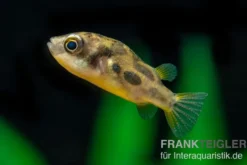 Erbsenkugelfisch, Carinotetraodon travancoricus (Minifisch)