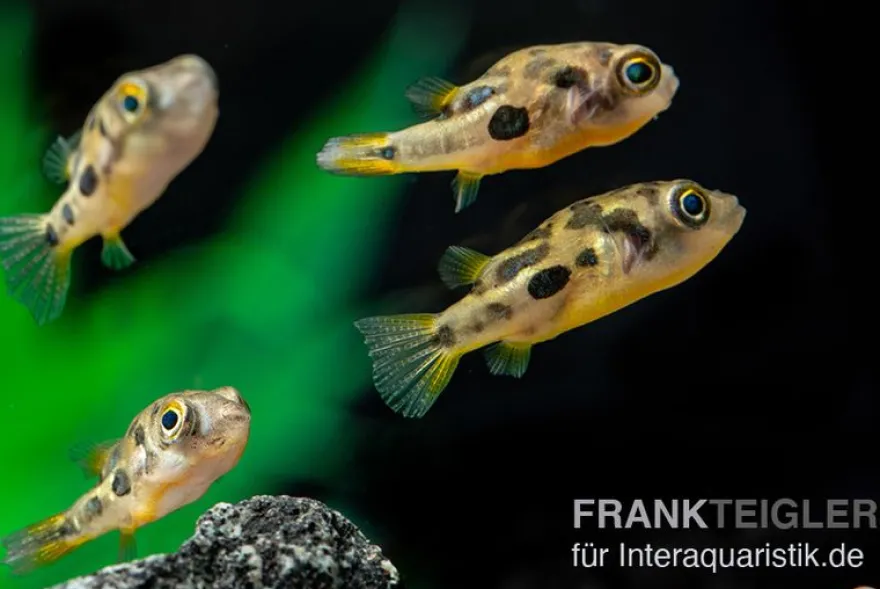 Erbsenkugelfisch, Carinotetraodon travancoricus (Minifisch)