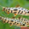 Erdbeer-Leporinus, Leporinus sp. "Strawberry"