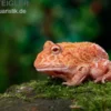 Erdbeer-Pacman-Frog, Ceratophrys cranwelli strawberry
