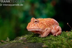 Erdbeer-Pacman-Frog, Ceratophrys cranwelli strawberry