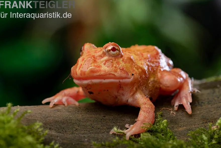 Erdbeer-Pacman-Frog, Ceratophrys cranwelli strawberry