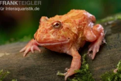 Erdbeer-Pacman-Frog, Ceratophrys cranwelli strawberry