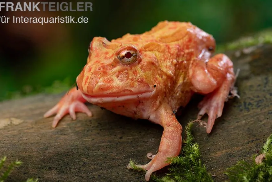 Erdbeer-Pacman-Frog, Ceratophrys cranwelli strawberry