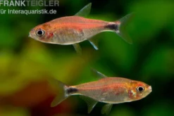Erdbeersalmler, Axelrodia riesei (Minifisch)