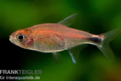 Erdbeersalmler, Axelrodia riesei (Minifisch)
