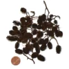 Erlenzapfen, 50 g