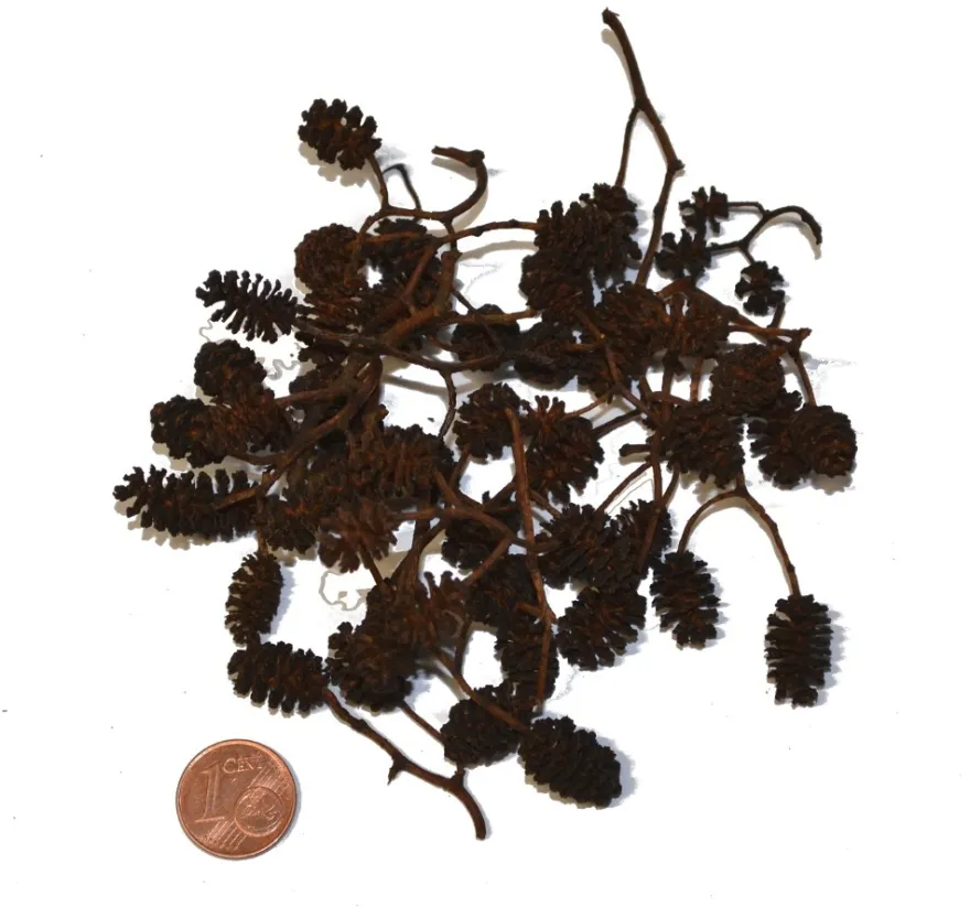 Erlenzapfen, 50 g