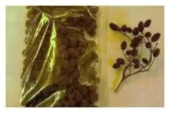 Erlenzapfen, 50 g