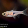 Espes Bärbling, Rasbora espei (Minifisch)