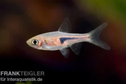 Espes Bärbling, Rasbora espei (Minifisch)