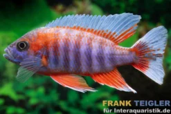 Eureka-Kaiserbuntbarsch, Aulonocara jacobfreibergi "Eureka", 7-9 cm DNZ