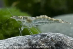 Europäische Garnele, Atyaephyra desmaresti (Kaltwasser)