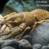 Europäischer Edelkrebs, Astacus astacus (Kaltwasser)