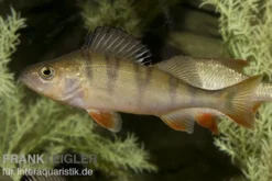 Europäischer Flußbarsch, Perca fluviatilis, 6-10 cm (Kaltwasser)