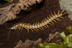Europäischer Riesenläufer, Scolopendra cingulata