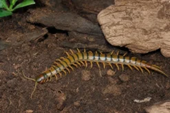Europäischer Riesenläufer, Scolopendra cingulata