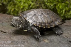 Europäische Sumpfschildkröte, Emys orbicularis DNZ