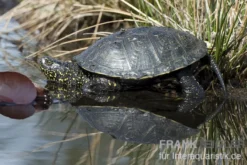 Europäische Sumpfschildkröte, Emys orbicularis DNZ