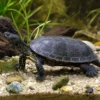 Europäische Sumpfschildkröte, Emys orbicularis
