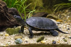 Europäische Sumpfschildkröte, Emys orbicularis