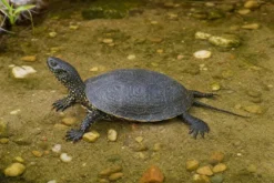 Europäische Sumpfschildkröte, Emys orbicularis