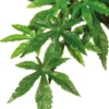 Exo Terra Abutilon groß