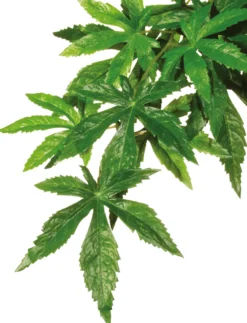 Exo Terra Abutilon groß
