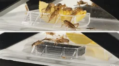 Exo Terra Cricket Box mit 2 Röhren + 1 Schwamm