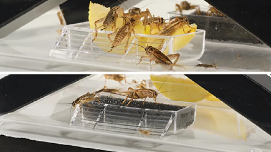 Exo Terra Cricket Box mit 2 Röhren + 1 Schwamm