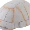 Exo Terra Landschildkröten Skelett
