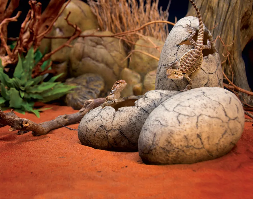 Exo Terra Ornament Dinosauriereier