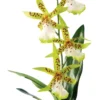Exo Terra Spinnen Orchidee