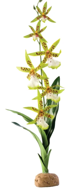 Exo Terra Spinnen Orchidee