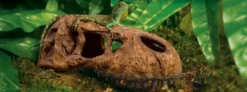 Exo Terra T-Rex Schädel