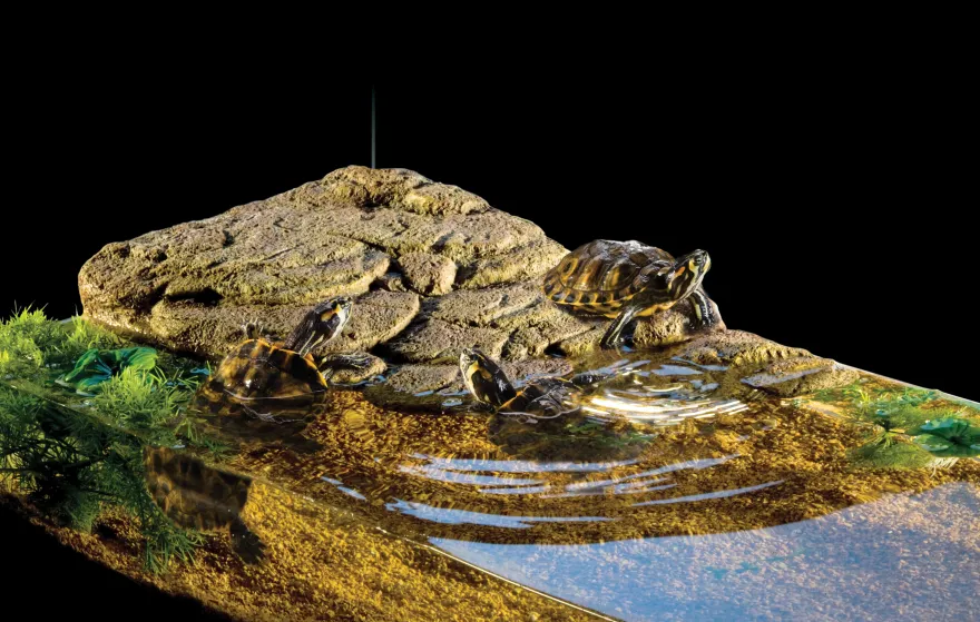 Exo Terra Turtle Bank klein