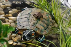 Exo Terra Turtle Turtle Island