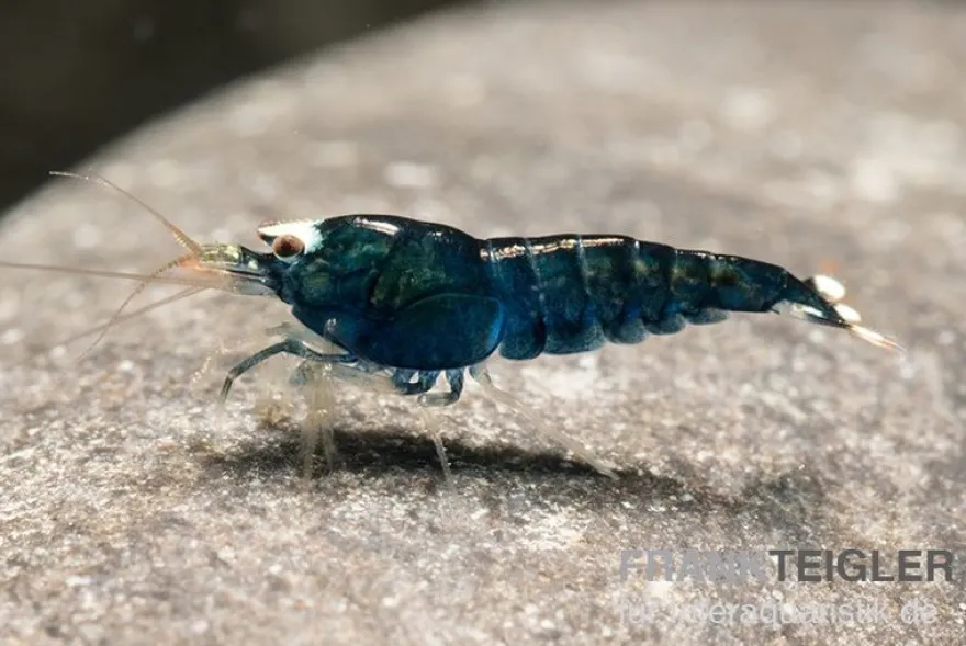Extreme Black King Kong Garnele, Caridina spec. Extreme Black King Kong (Taiwan Bee)