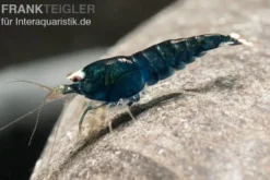 Extreme Black King Kong Garnele, Caridina spec. Extreme Black King Kong (Taiwan Bee)