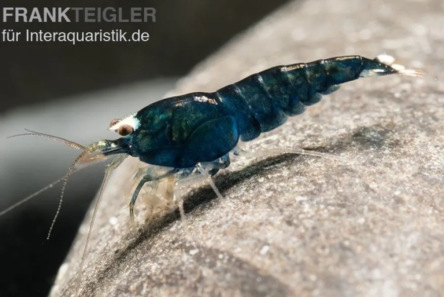 Extreme Black King Kong Garnele, Caridina spec. Extreme Black King Kong (Taiwan Bee)