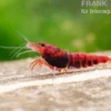 Extreme Red King Kong Garnele, Caridina spec. Extreme Red King Kong (Taiwan Bee)