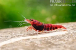 Extreme Red King Kong Garnele, Caridina spec. Extreme Red King Kong (Taiwan Bee)